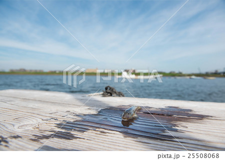 釣りたてはぜ 釣りたてはぜ 25508068