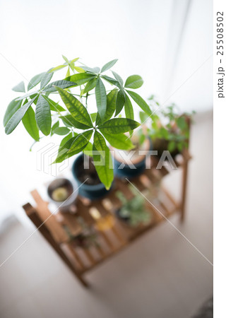 病気のパキラ 25508502