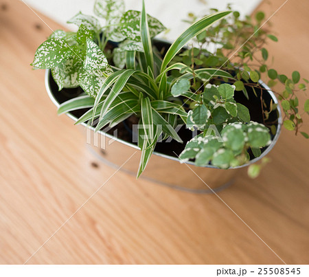 観葉植物 25508545