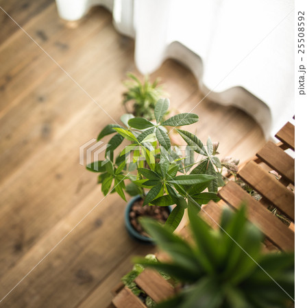 観葉植物 25508592