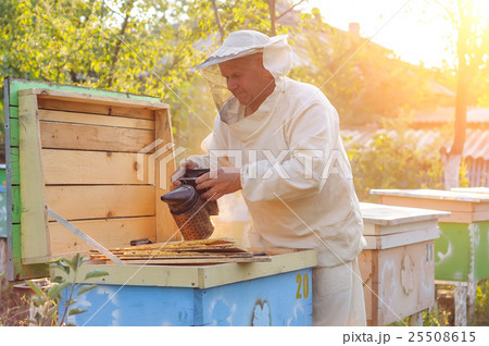 Beekeeper holding frame of honeycomb with bees Beekeeper holding frame of honeycomb with bees 25508615