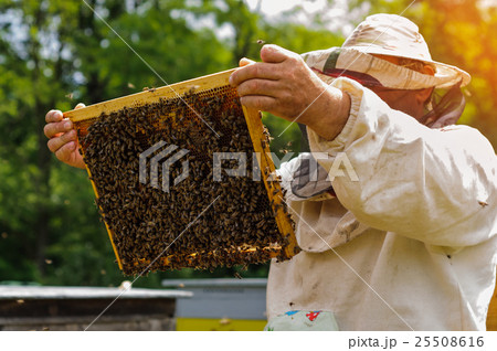 Beekeeper holding frame of honeycomb with bees Beekeeper holding frame of honeycomb with bees 25508616