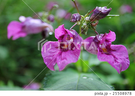 ツリフネソウ 25508978