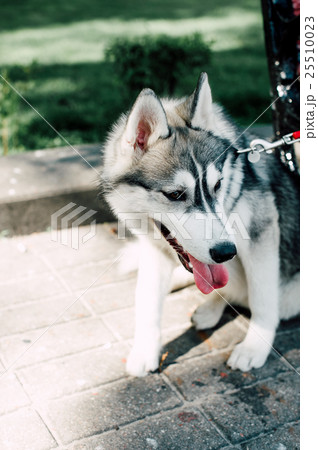 Siberian husky dog with blue eyes Siberian husky dog with blue eyes 25510023