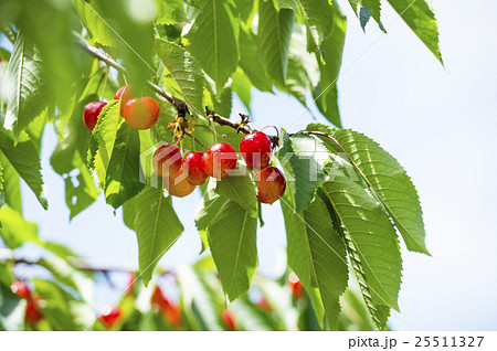 木になるサクランボ 25511327