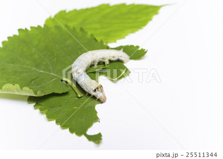 カイコの観察 25511344