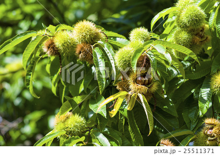 木になる栗 25511371