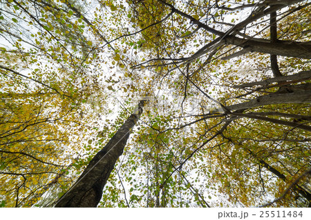 Looking to the sky trough the tree Looking to the sky trough the tree 25511484