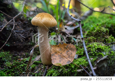 agaric honey fungus 25511658