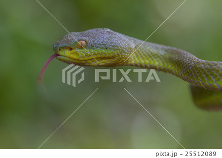 Close up Yellow-lipped Green Pit Viper snake 25512089