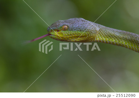 Close up Yellow-lipped Green Pit Viper snake 25512090