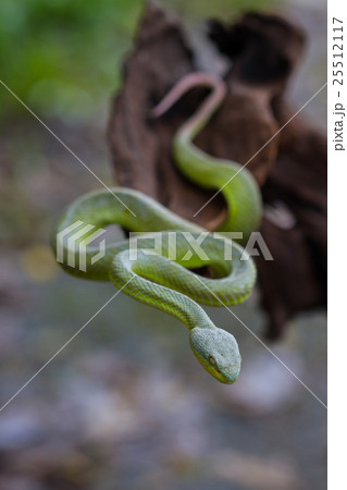 Close up Yellow-lipped Green Pit Viper snake Close up Yellow-lipped Green Pit Viper snake 25512117