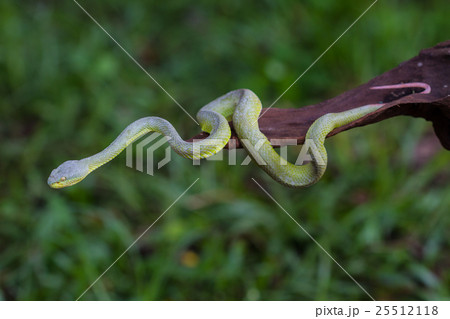 Close up Yellow-lipped Green Pit Viper snake Close up Yellow-lipped Green Pit Viper snake 25512118