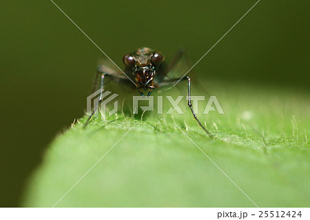生き物　昆虫　トウキョウヒメハンミョウ、いかにも肉食らしい凶暴そうな顔。大顎が目立ちます 25512424