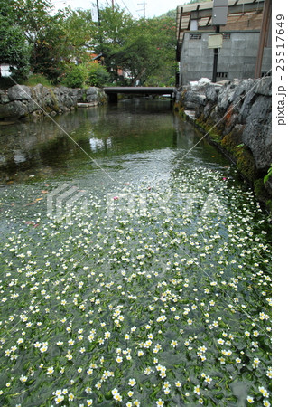 醒井地蔵川のバイガモ 醒井地蔵川のバイガモ 25517649