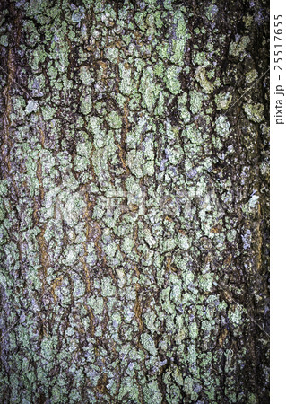 Tree bark background 25517655