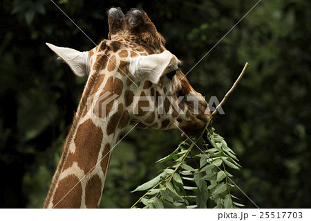 キリン 物静かな動物 キリン 物静かな動物 25517703