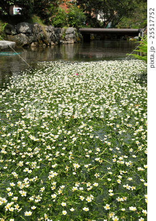 醒井地蔵川のバイガモ 25517752
