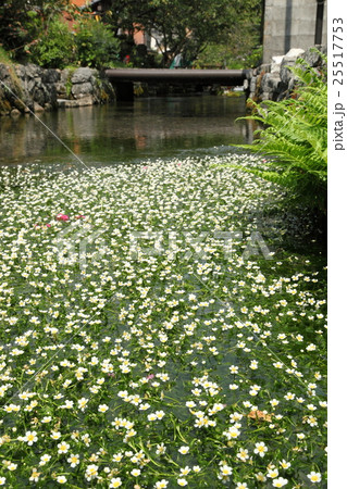 醒井地蔵川のバイガモ 25517753