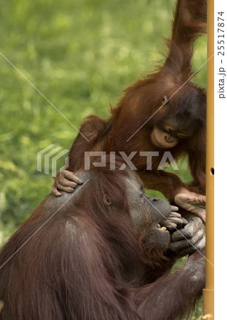 母親に甘えるオランウータンの子供 25517874