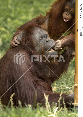 母親に甘えるオランウータンの子供 母親に甘えるオランウータンの子供 25517875