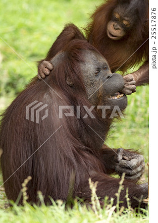 母親に甘えるオランウータンの子供 母親に甘えるオランウータンの子供 25517876
