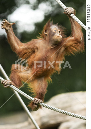 オランウータンの子供 木登り名人の写真素材 [25518019] - PIXTA