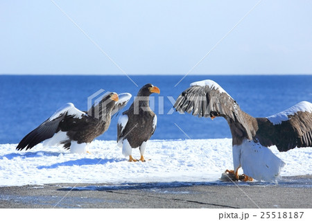 羅臼町　オオワシ 25518187