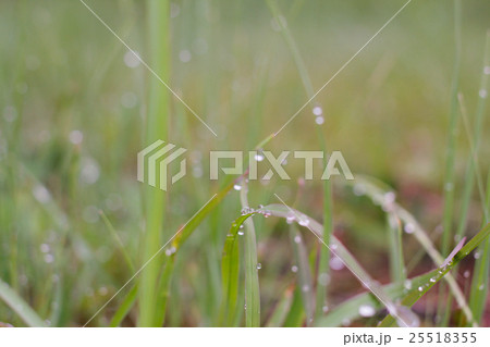 草の雫 草の雫 25518355