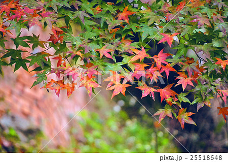 楓 カエデ メープル 25518648