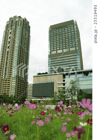 高層ビルとお花畑　都市景観 25519493
