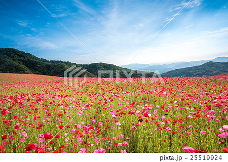 秩父 天空のポピー 秩父 天空のポピー 25519924