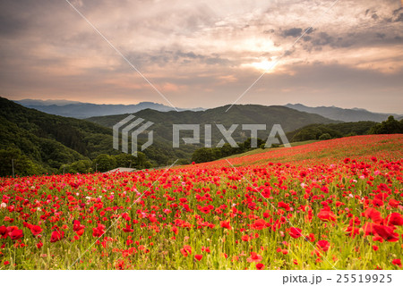 秩父 天空のポピー 秩父 天空のポピー 25519925