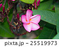 Pink frangipani flower 25519973
