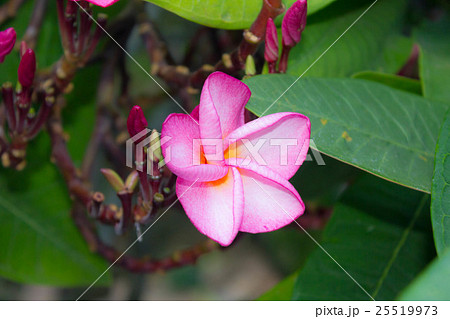 Pink frangipani flower Pink frangipani flower 25519973