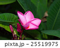 Pink frangipani flower 25519975