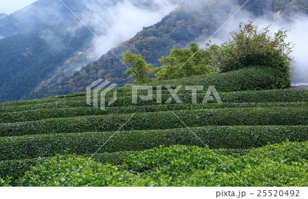 揖斐　天空の茶畑 25520492