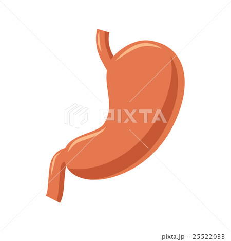 Stomach icon in cartoon style Stomach icon in cartoon style 25522033