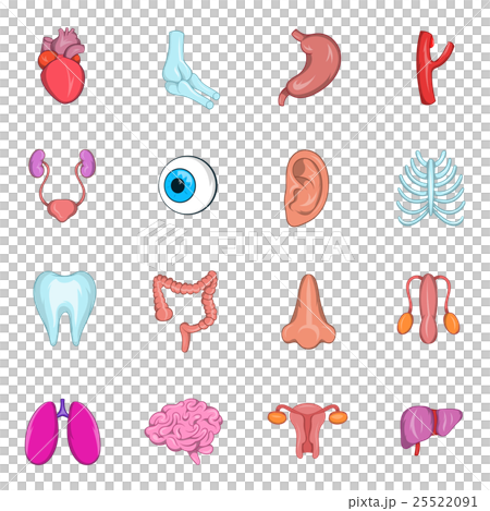 Internal organs icon set - Stock Illustration [25522091] - PIXTA