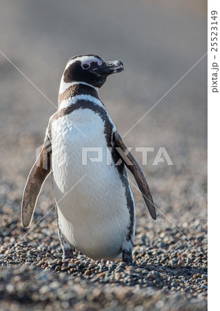 Patagonia penguin close up portrait look at you Patagonia penguin close up portrait look at you 25523149