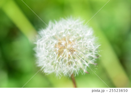 タンポポの綿毛 タンポポの綿毛 25523650