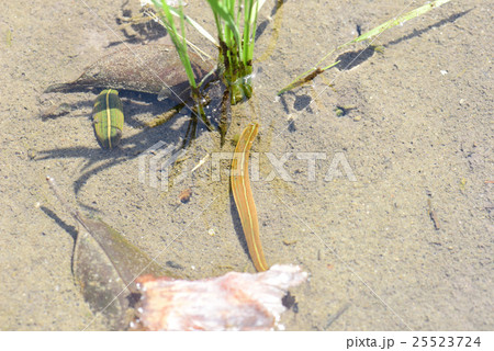 田んぼのヒル 田んぼのヒル 25523724
