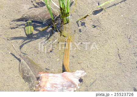 田んぼのヒルの写真素材