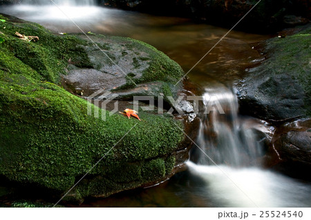 Waterfall in deep forest in Thailand Waterfall in deep forest in Thailand 25524540