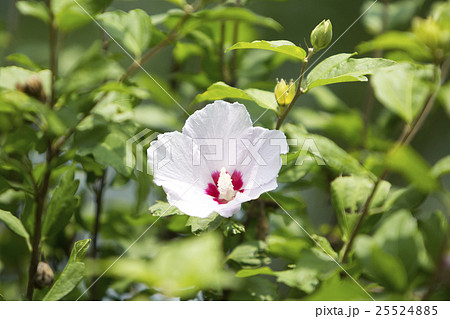 Republic of Korea 037 25524885