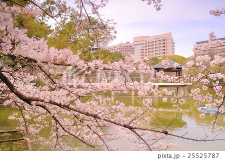 鶴舞公園（名古屋市）竜ヶ池に咲く桜 25525787
