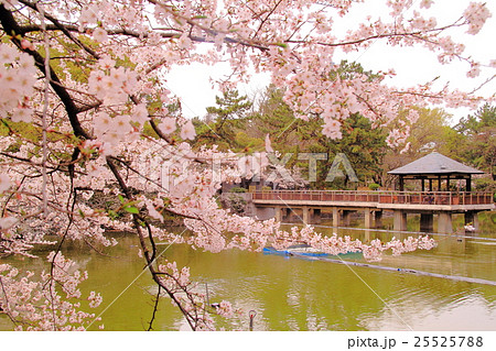 鶴舞公園（名古屋市）竜ヶ池に咲く桜の写真素材 [25525788] - PIXTA