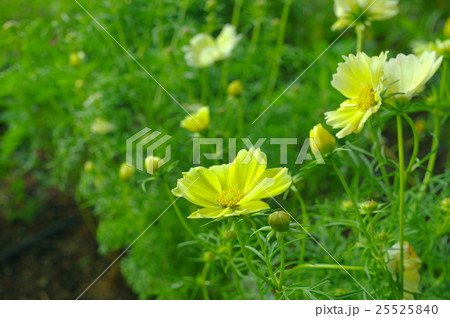 コスモス:イエローキャンパスの花壇 コスモス:イエローキャンパスの花壇 25525840