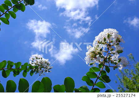 白い百日紅と夏の空 25527174
