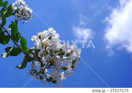 白い百日紅と夏の空(クローズアップ) 白い百日紅と夏の空(クローズアップ) 25527175